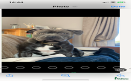 Staffordshire Bull Terrier dogs for sale: KC Reg Staffy Puppies Ready 3rd Dec - Image 2