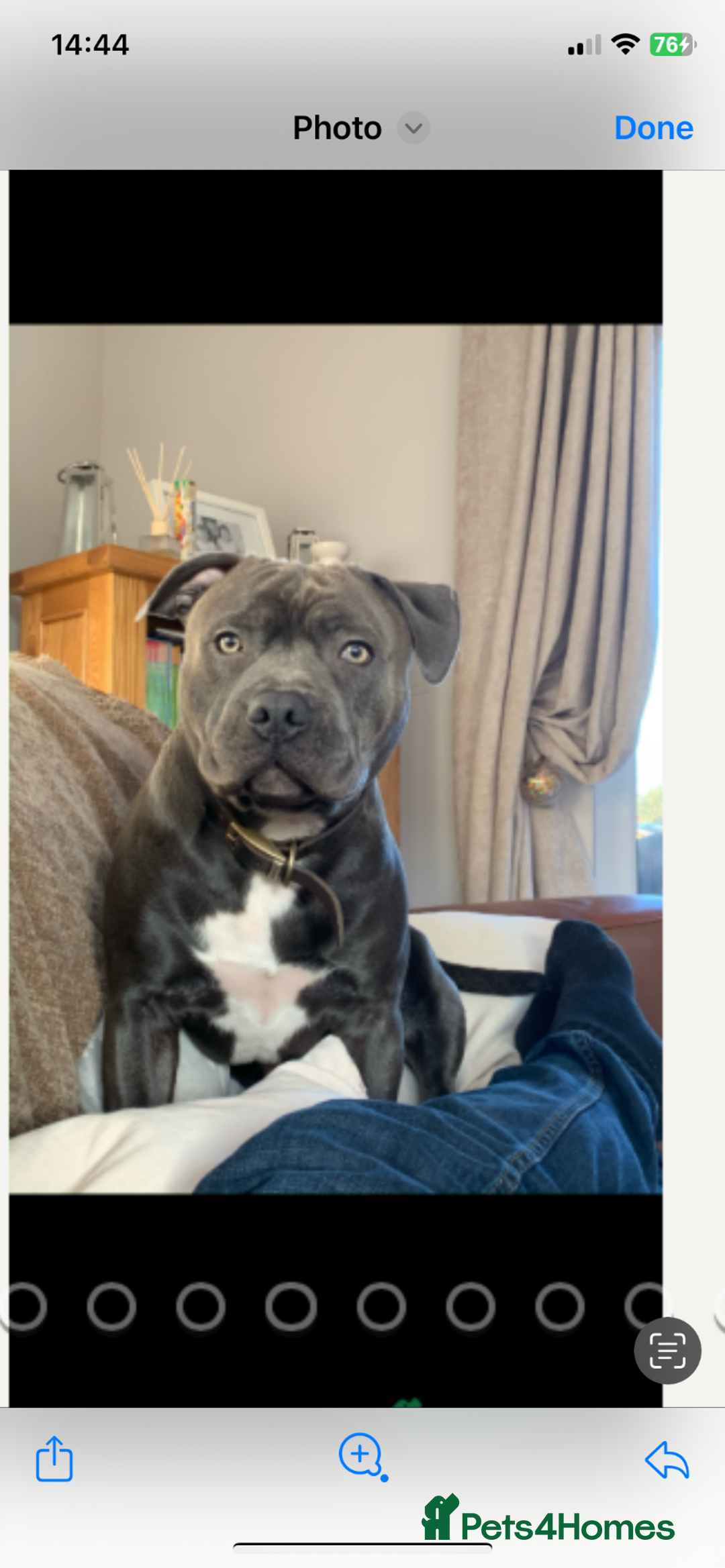 Staffordshire Bull Terrier dogs for sale: KC Reg Staffy Puppies Ready 3rd Dec - Image 2