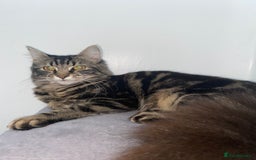 Mixed Breed cats for sale: Tabby cross ragdoll  - Image 3