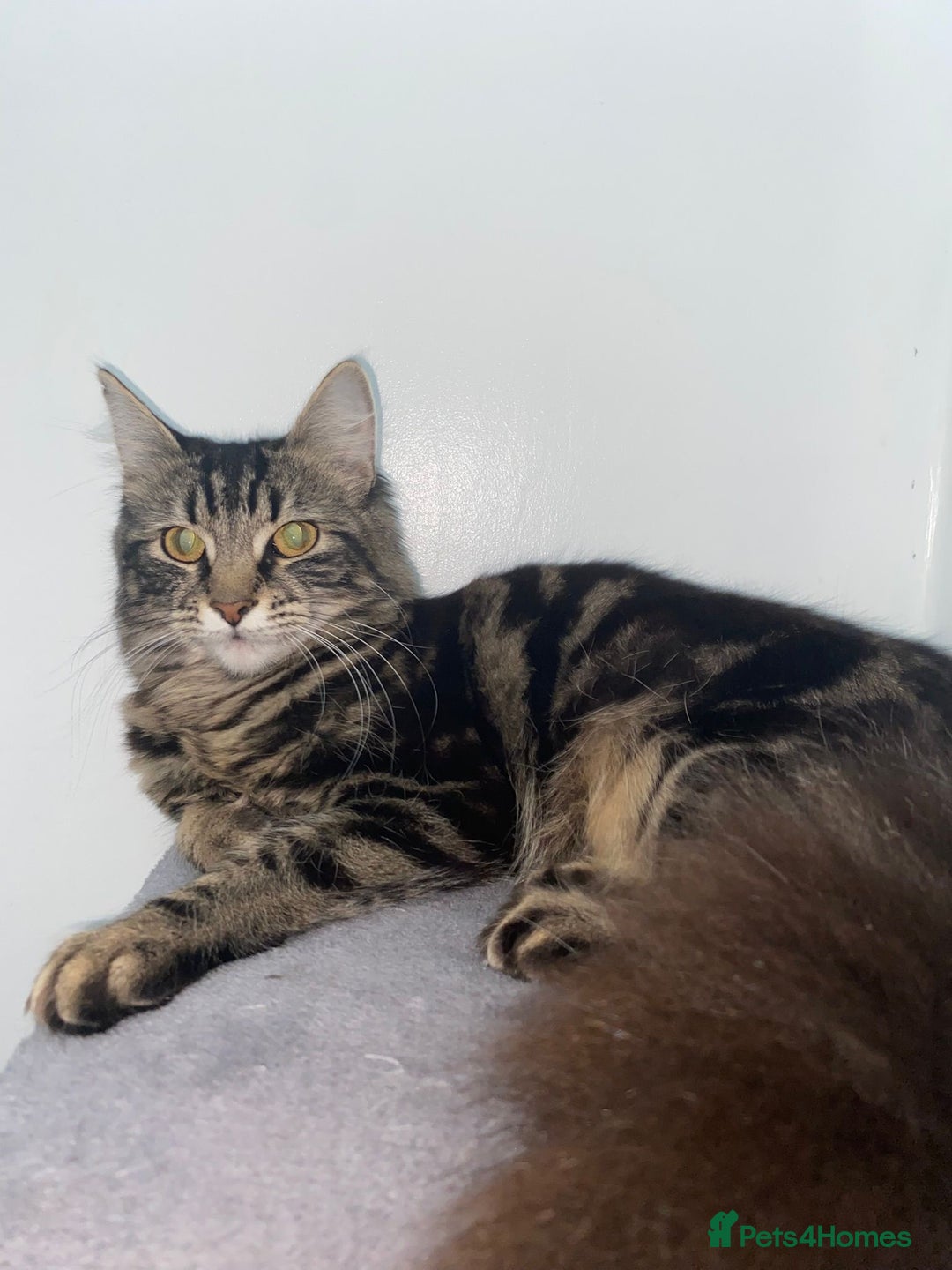 Mixed Breed cats for sale: Tabby cross ragdoll  - Image 3
