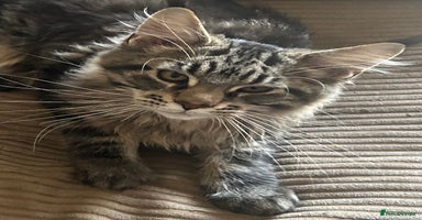 Maine Coon cats - Advert 14