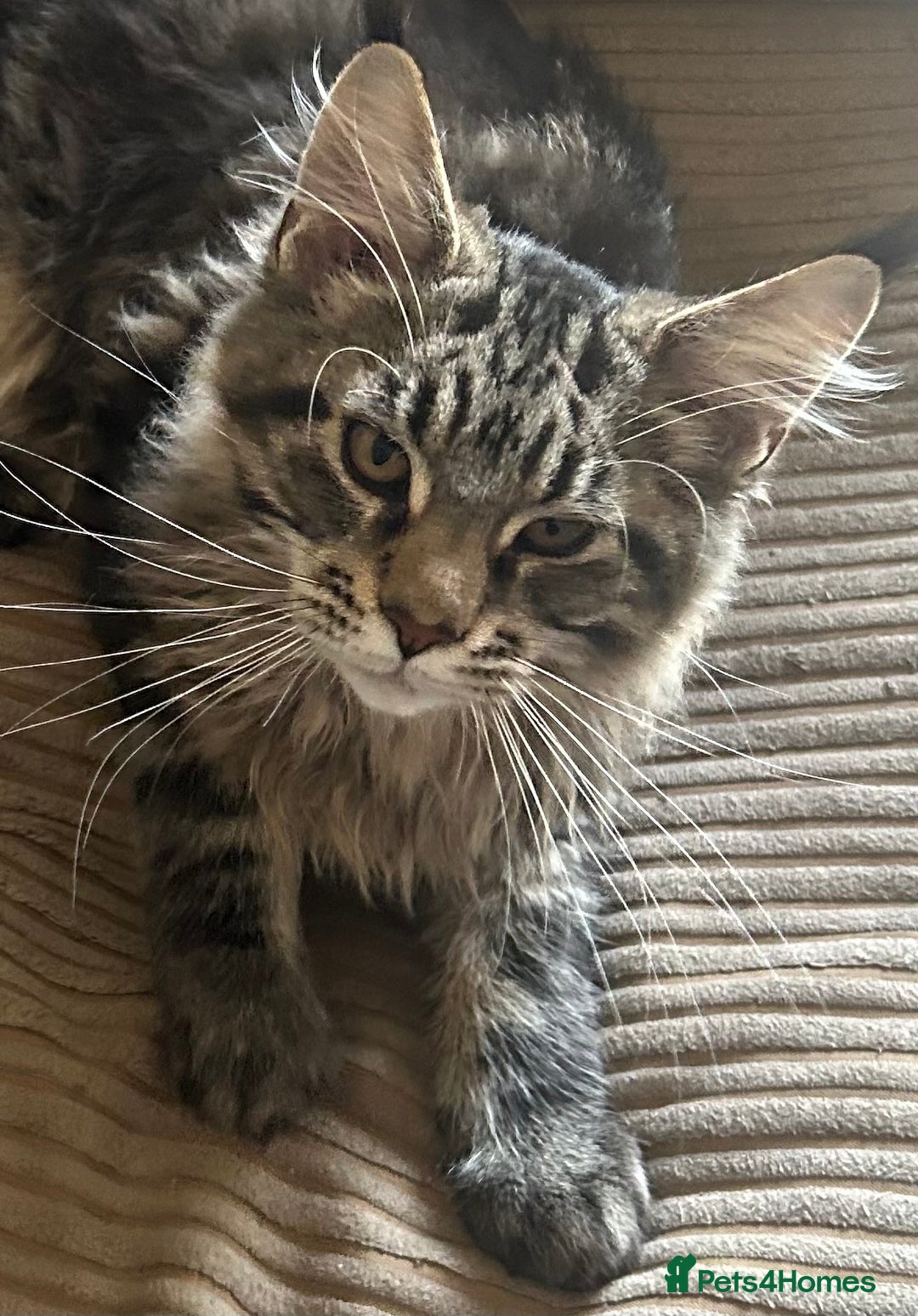 Maine Coon cats for sale: Pedigree Maine Coon Kittens - Image 2