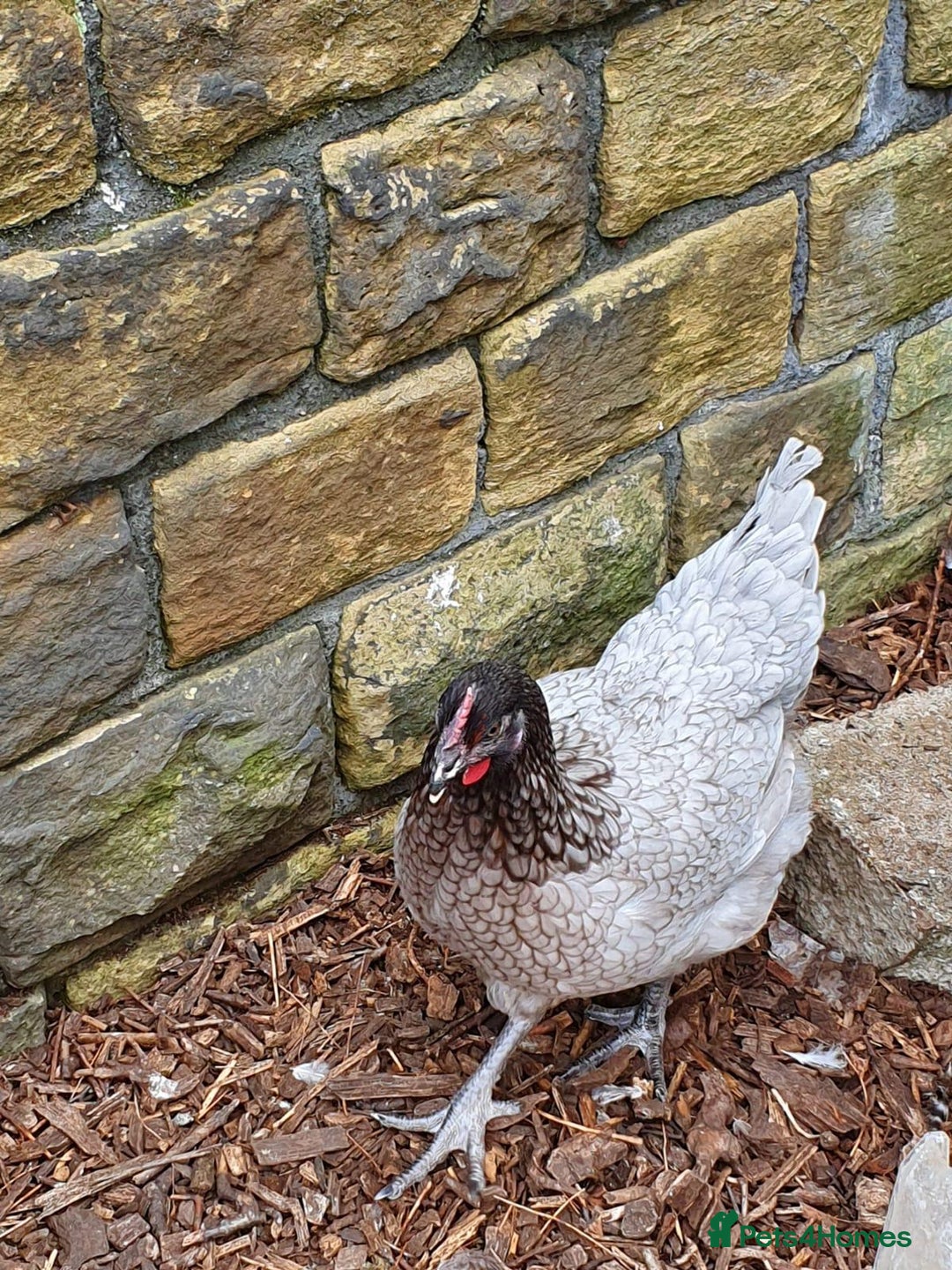 Chickens poultry for sale: Chickens for sale  - Advert 5