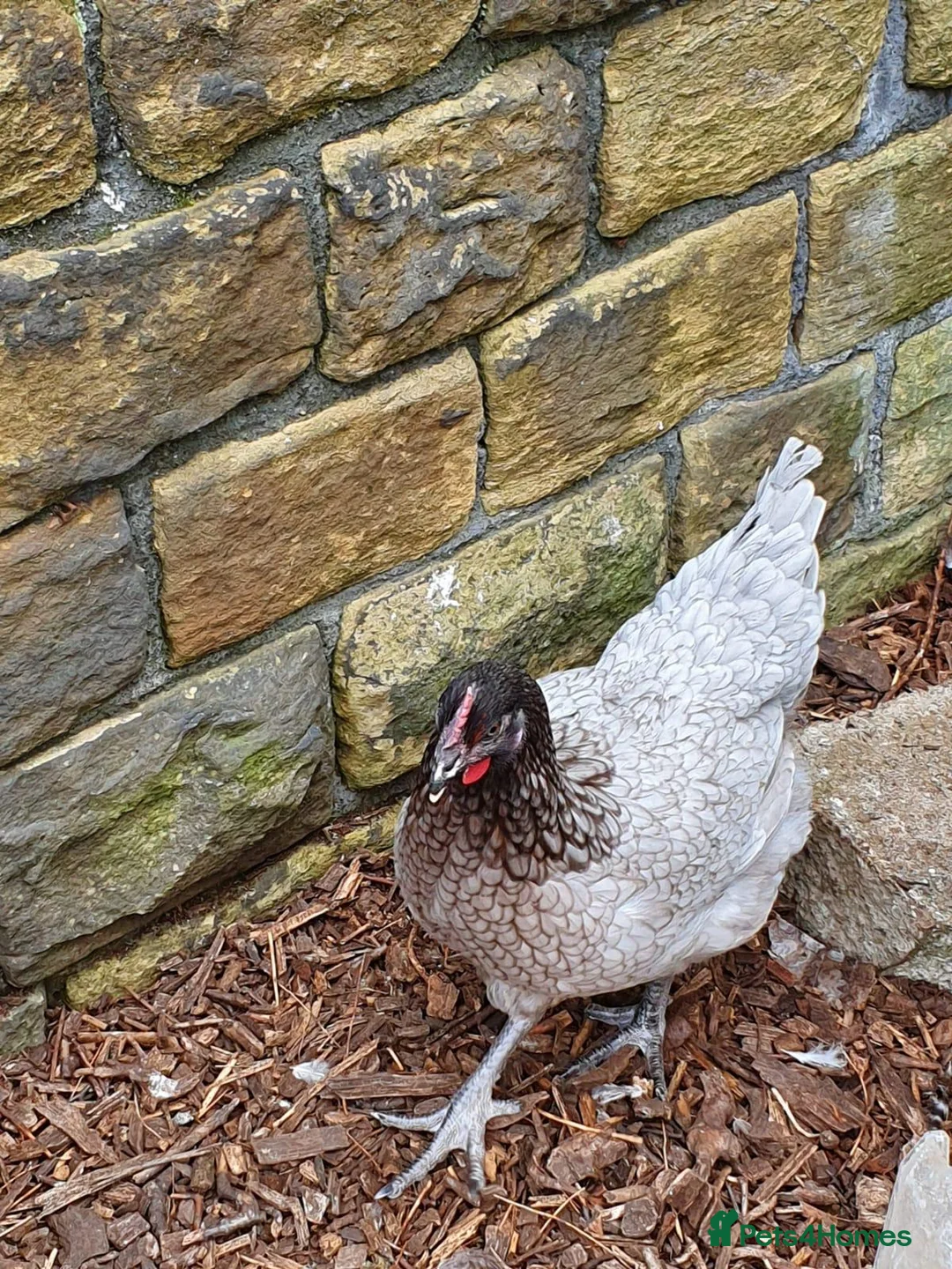 Chickens poultry for sale: Chickens for sale  - Advert 5