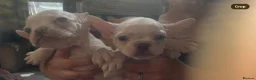 French Bulldog dogs for sale: french bulldog puppys - Advert 7