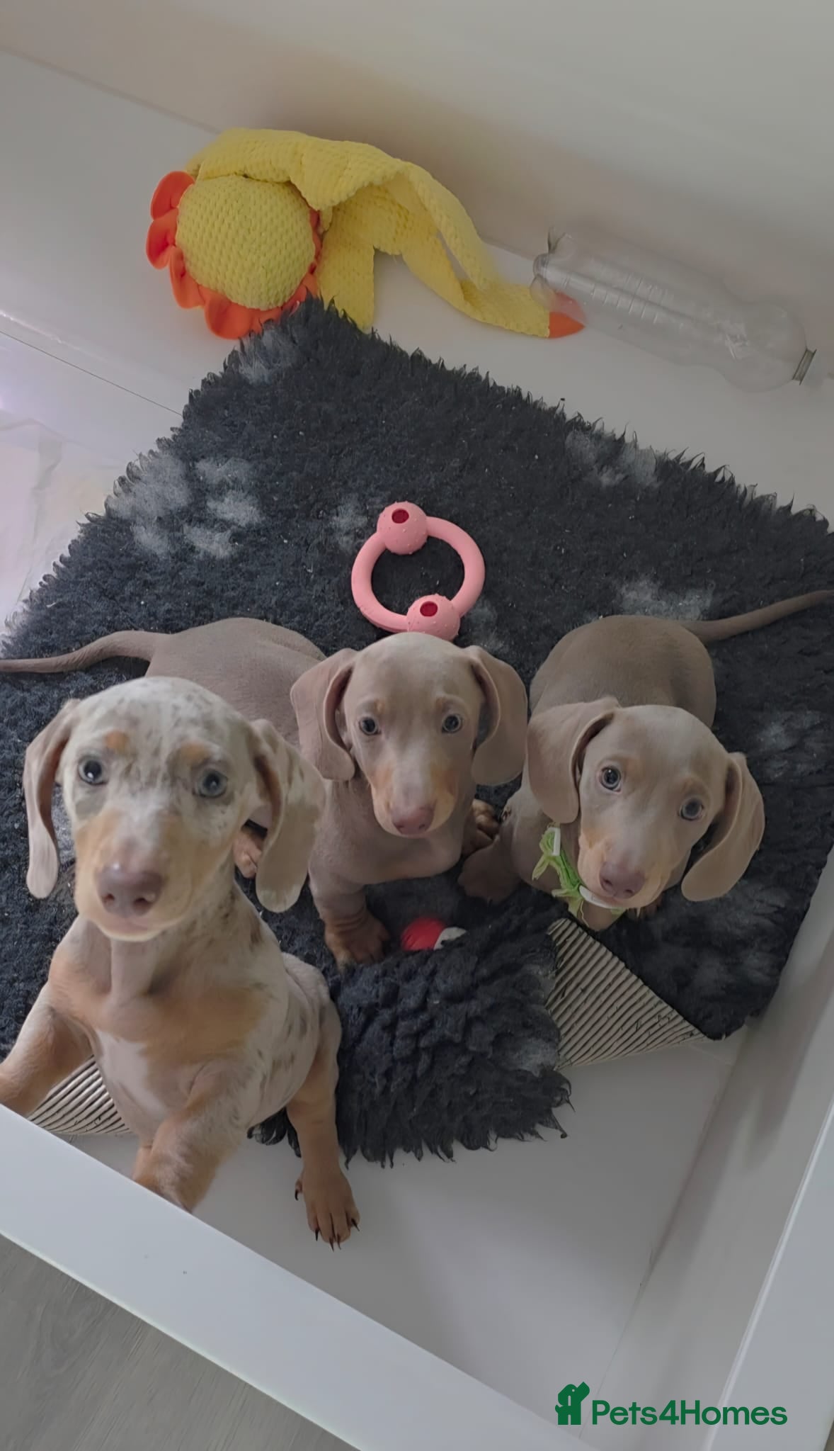 Miniature Dachshund dogs 🩵 Beautiful Minature Dachshunds 🩵 Ready today 🩵 - Advert 2