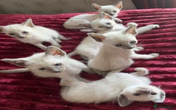 Siamese cats for sale: Blue Point Siamese  - Image 1