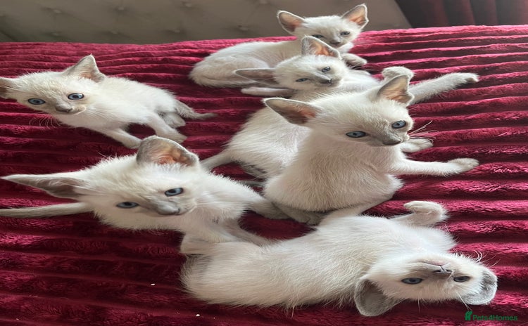 Siamese cats - Advert 1