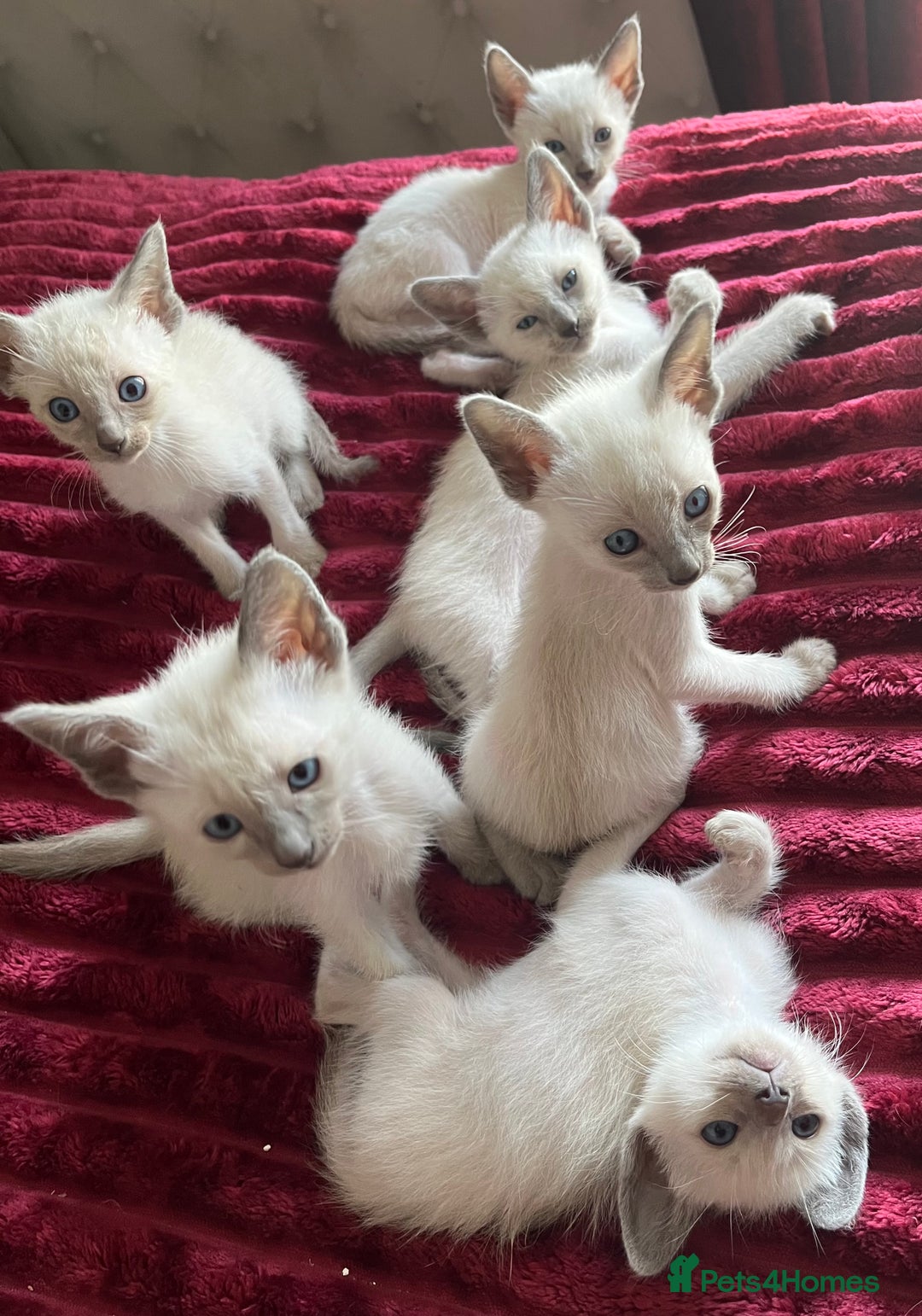 Siamese cats for sale: Blue Point Siamese  - Image 1