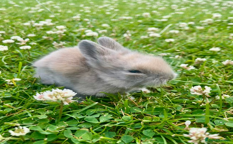 Lionhead rabbits - Advert 5