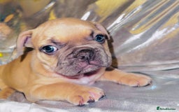 French Bulldog dogs for sale: French Bulldogs  - Image 1