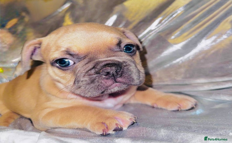 French Bulldog dogs - Advert 1