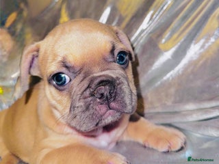 French Bulldog dogs for sale - Advert 1