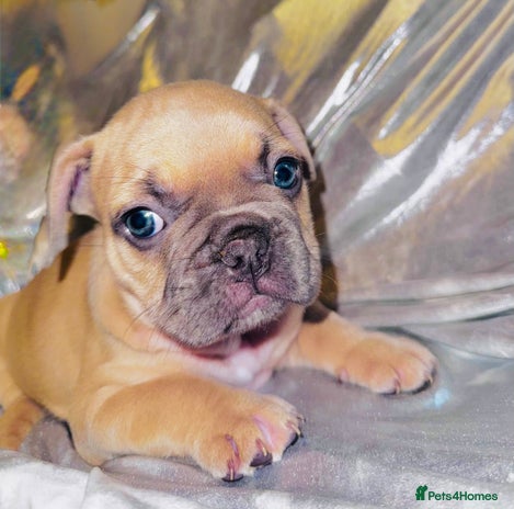 French Bulldog dogs - Advert 12