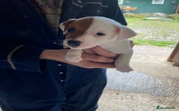 Jack Russell dogs for sale: Jack Russell puppy’s  - Image 2