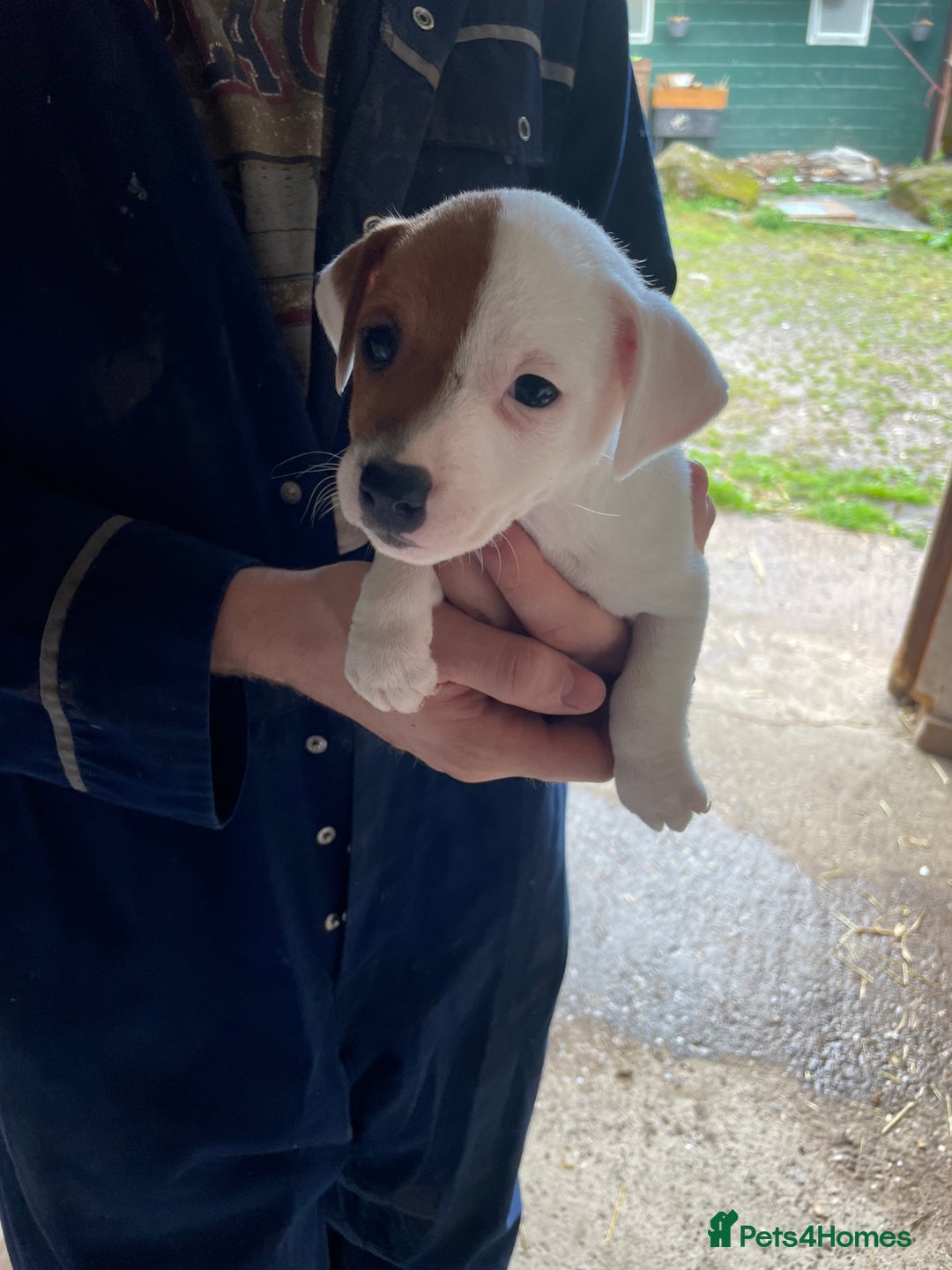 Jack Russell dogs for sale: Jack Russell puppy’s  - Image 2