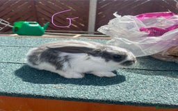 English Lop rabbits for sale: Beautiful bunnies in Pontefract - Image 6