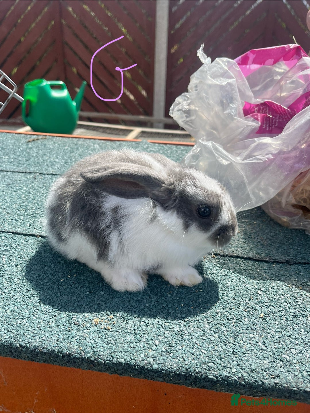English Lop rabbits for sale: Beautiful bunnies in Pontefract - Image 6