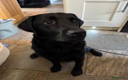 Labrador Retriever dogs for sale: KC Reg Pups, Excellent Pedigree, Ready This Week - Image 12