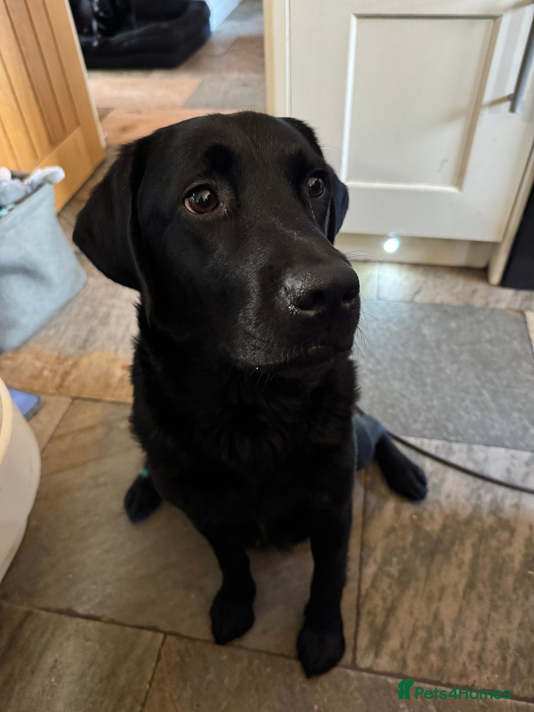 Labrador Retriever dogs for sale: KC Reg Pups, Excellent Pedigree, Ready This Week - Image 12