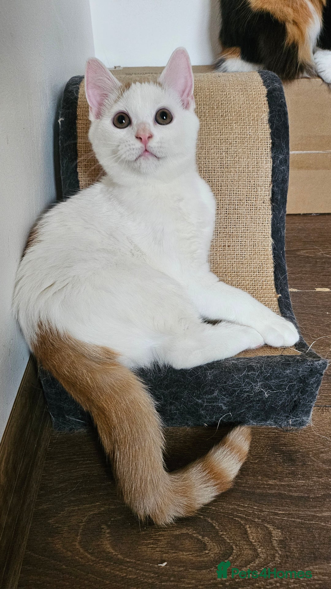 Selkirk Rex cats for sale: Adorable Selkirk Rex Kittens (Straight ) - Image 27