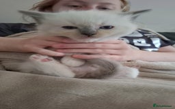 Ragdoll cats for sale: Stunning Ragdoll kittens  - Image 37