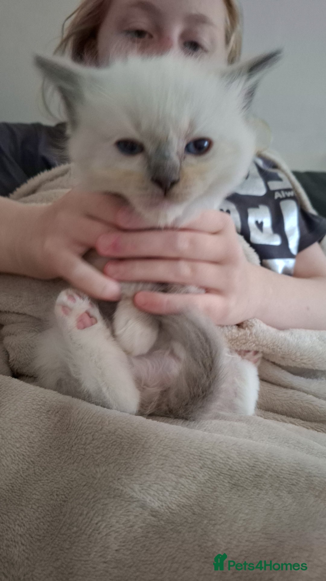 Ragdoll cats for sale: Stunning Ragdoll kittens  - Image 37