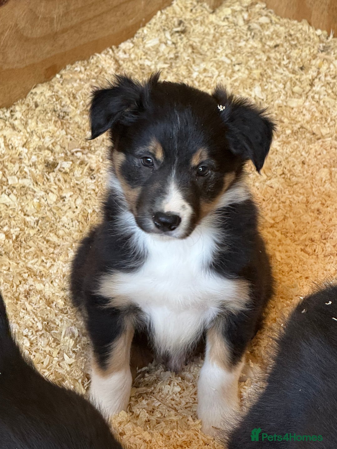 Short Haired Border Collie Lab Mix Lilac Tri Smooth Collie Short Haired Tri  Coloured Border Collie, image size:1080x1440