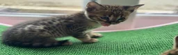 Savannah cats for sale: 🏵️ WORLDS BEST LINES 🏵️ Savannah F2 & F3 Kittens - Advert 12