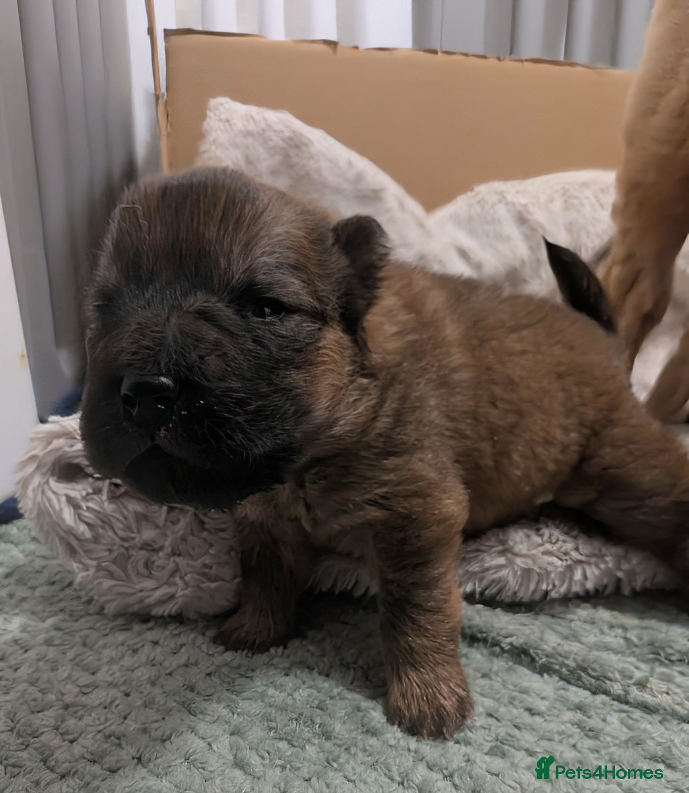 Shar Pei dogs Beautiful litter of Shar Pei Puppies  - Advert 7