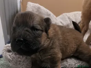 Shar Pei dogs Beautiful litter of Shar Pei Puppies - Advert 4