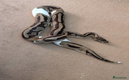 Python Snake reptiles for sale: Male pied ball python  - Image 5