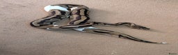 Python Snake reptiles for sale: Male pied ball python  - Advert 5