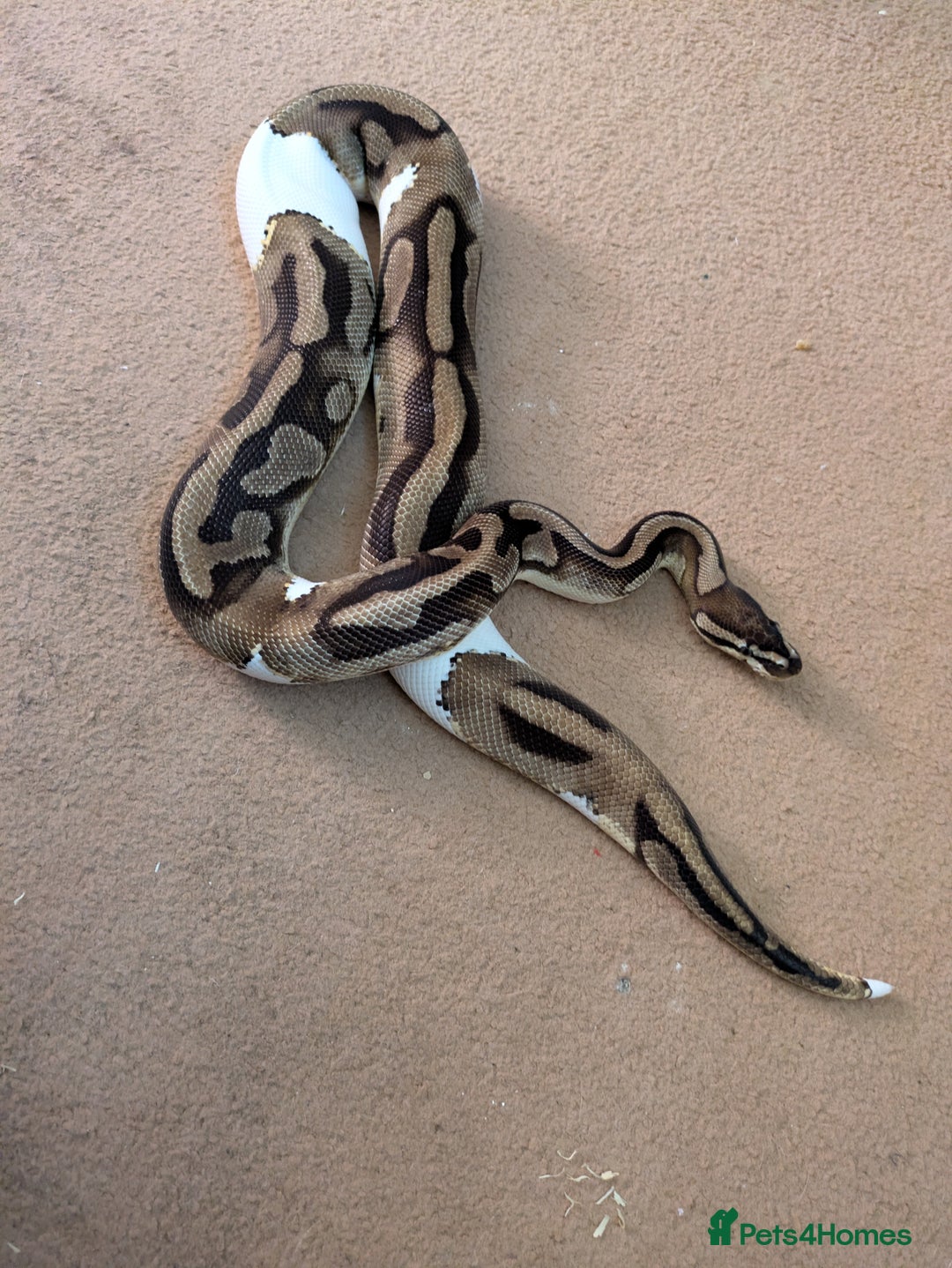 Python Snake reptiles for sale: Male pied ball python  - Image 5