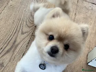 Pomeranian dogs Canine pomeranian dog for stud - Advert 1