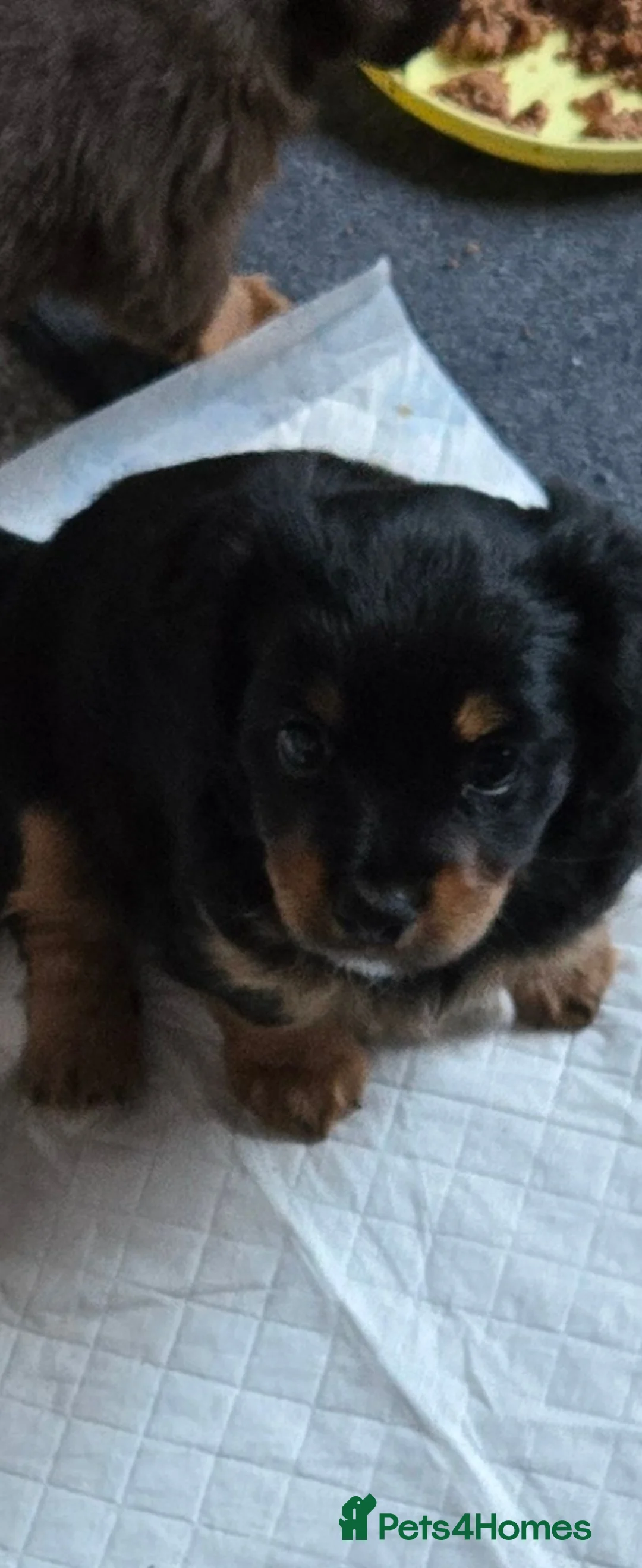 Chiweenie dogs for sale: One little girl left  - Advert 1