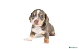 Miniature Dachshund dogs for sale: Miniature dachshund puppies  - Advert 8