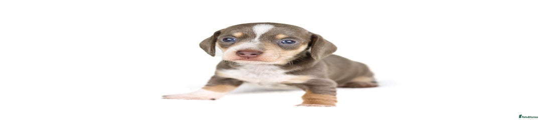 Miniature Dachshund Puppy 4