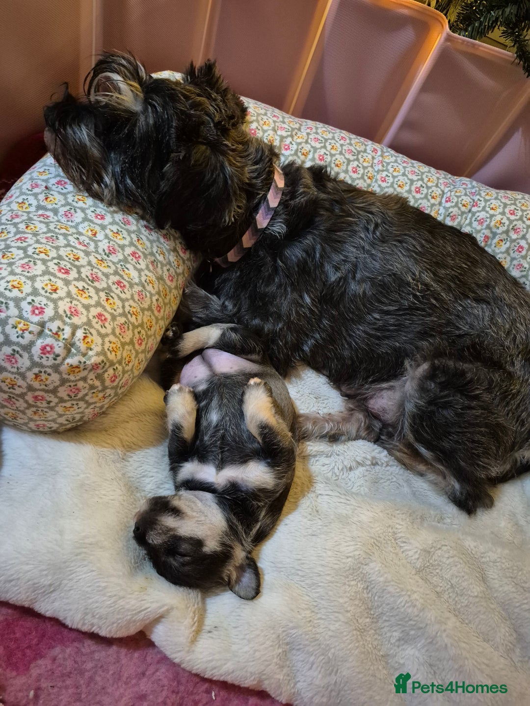 Miniature Schnauzer dogs for sale: Adorable Princess Miniature Shnauzer  - Advert 15