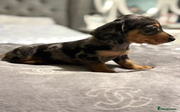 Dachshund dogs for sale: Beautiful dachshunds - Image 9