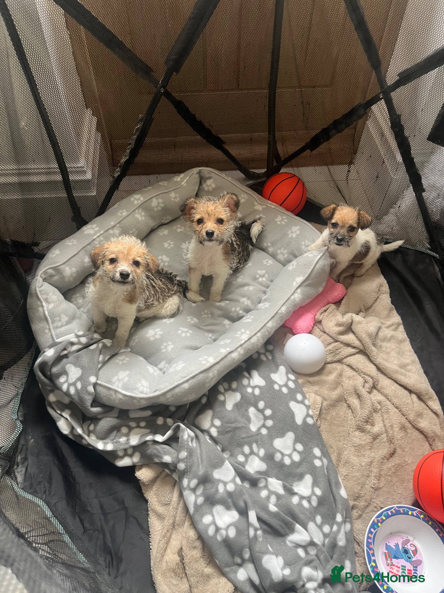 Jack Russell dogs Gorgeous tiny Jack Russell‘s 2 puppies left  - Advert 11