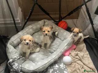 Jack Russell dogs Gorgeous tiny Jack Russell‘s 2 puppies left - Advert 1