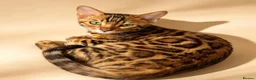 Bengal cats for sale: 🐾 BEAUTIFUL TICA REGISTERED BENGAL  – READY NOW  - Advert 5