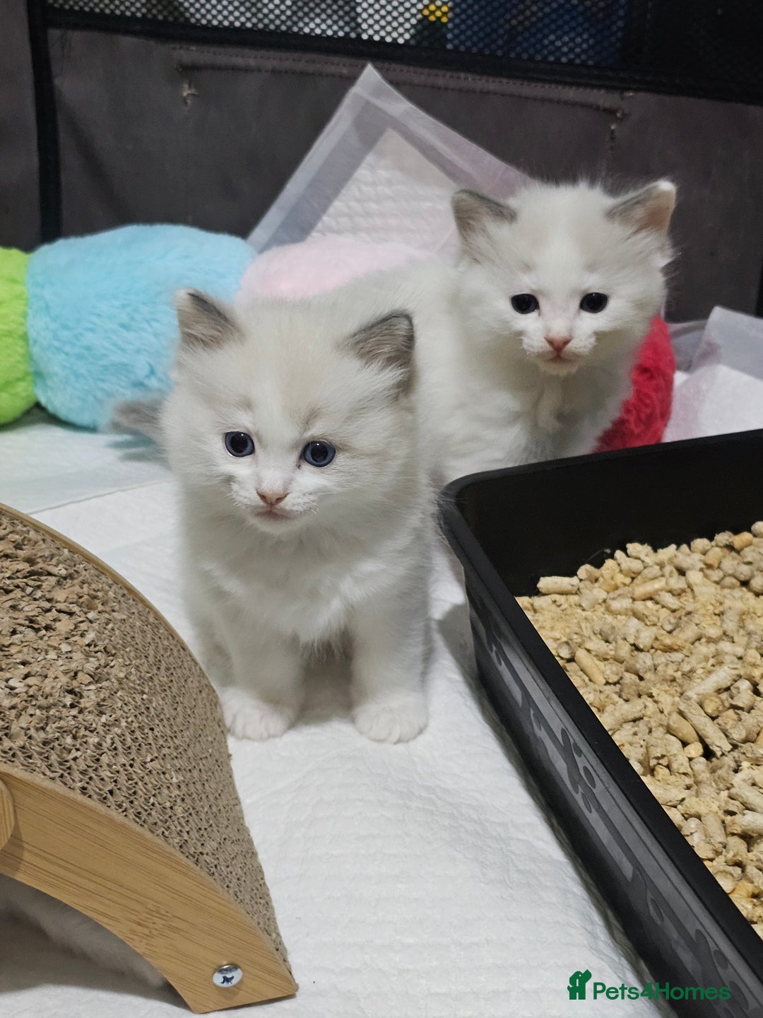 Ragdoll cats for sale: 🐱Kittens Ragdoll Bicolor. 3 Boys and 2 Girls  - Advert 14