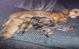 Miniature Dachshund dogs for sale: Miniature dachshund  - Image 1