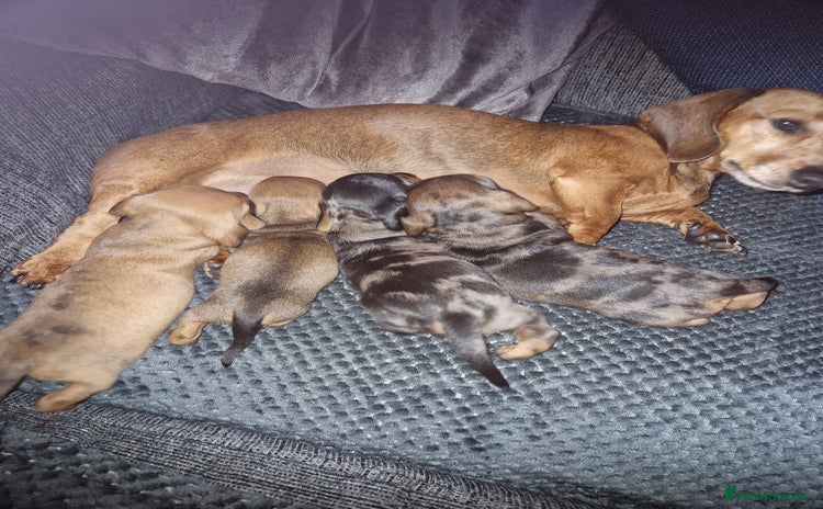 Miniature Dachshund dogs - Advert 11