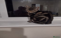 Toyger cats for sale: Kitten for sale - Image 3