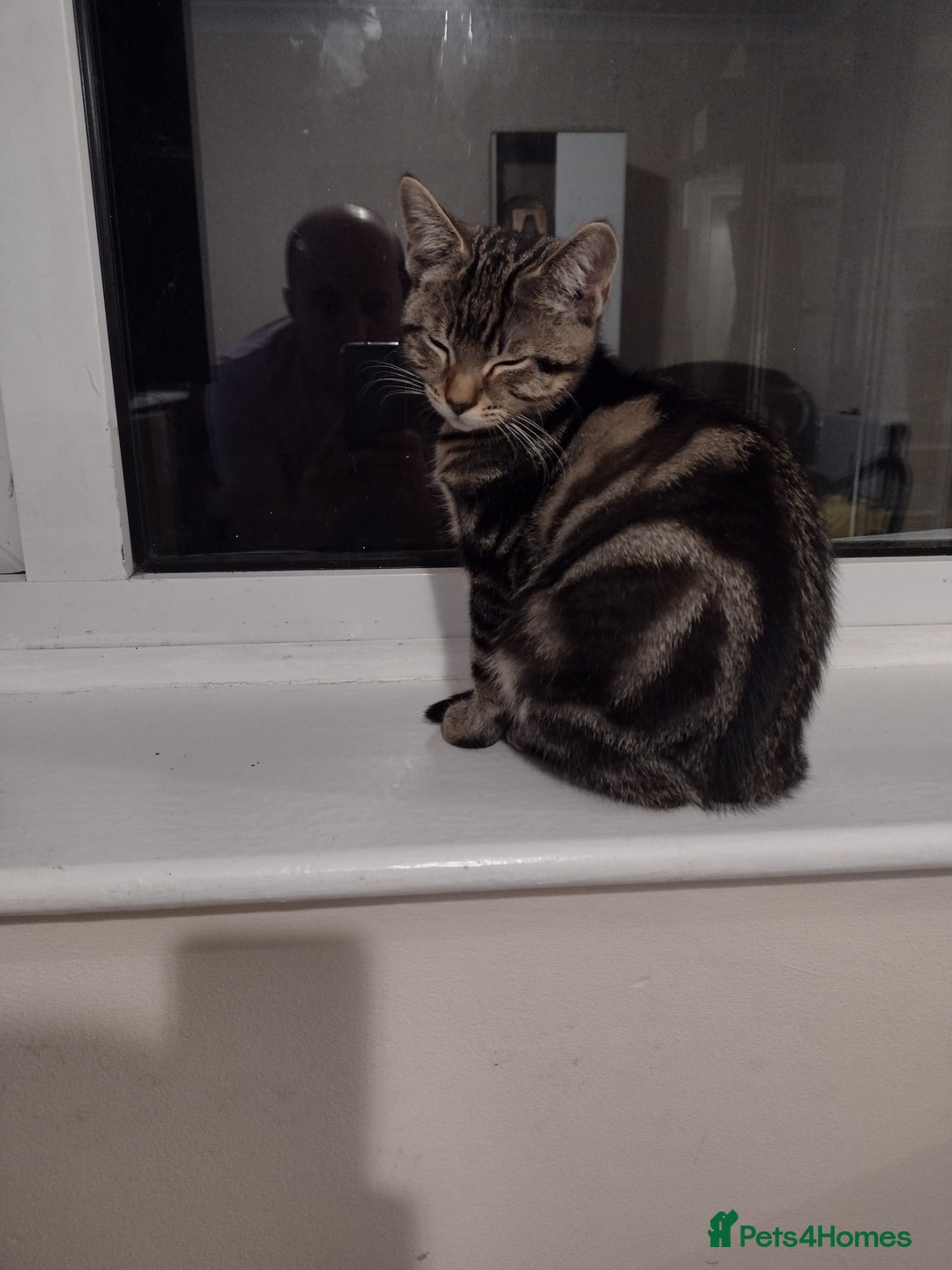 Toyger cats for sale: Kitten for sale - Image 3
