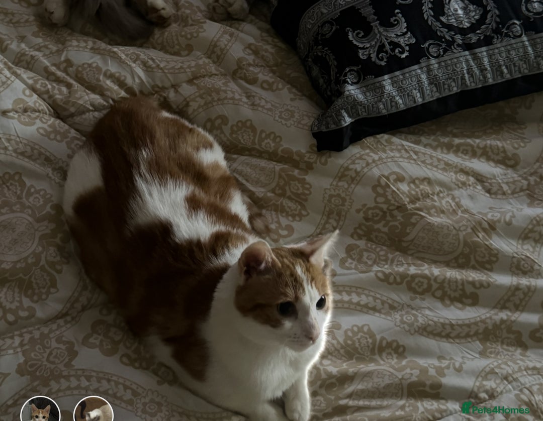 Domestic Shorthair cats for sale: Heartbreakingly a marriage breakup forces rehome - Image 8