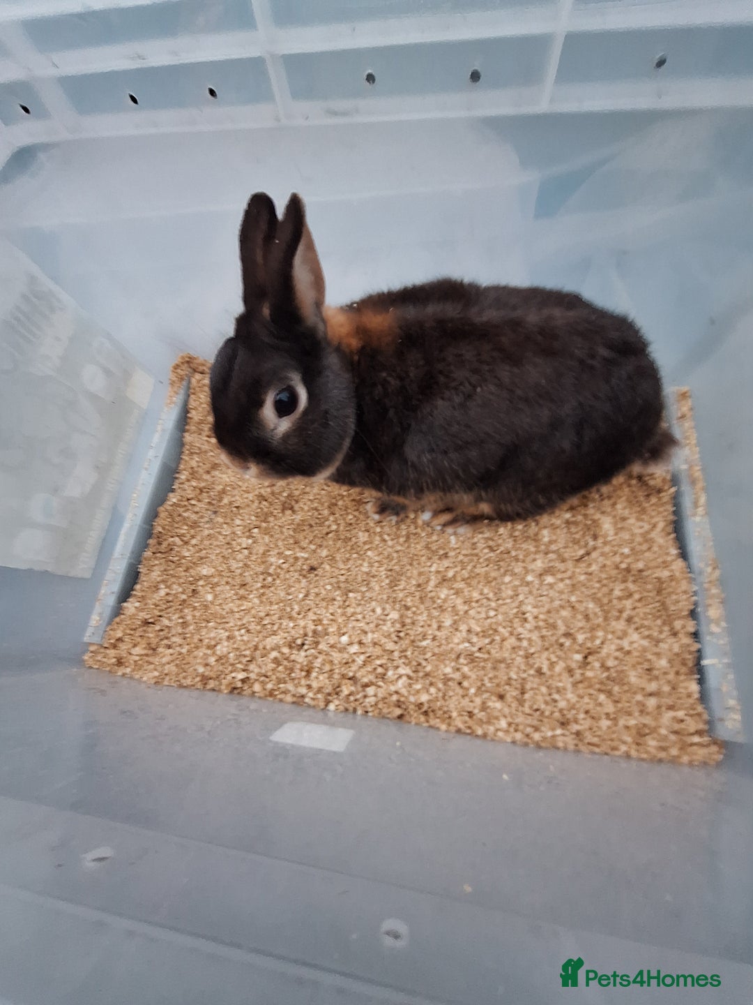 Netherland Dwarf rabbits for sale: 2 adult Netherland dwarf rabbit for sale £40 each  - Advert 5